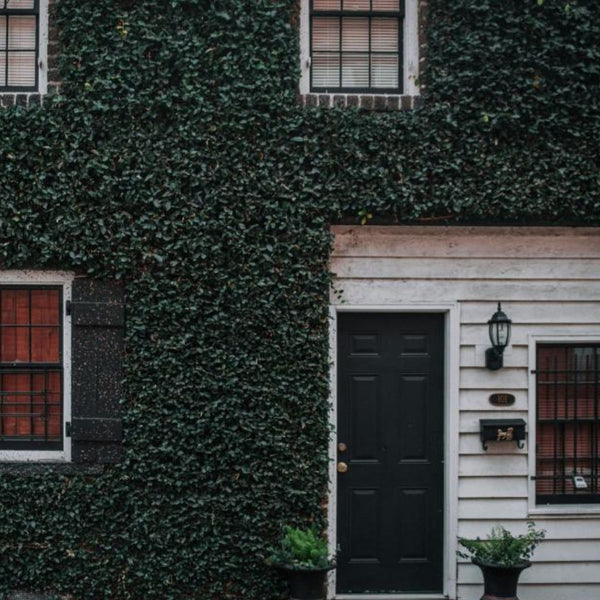 white house with black door and ivy